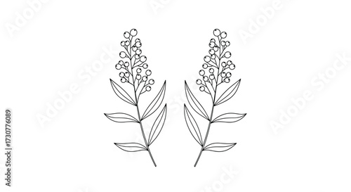 Two illustrated sprigs of lavender with many small flowers and leaves.