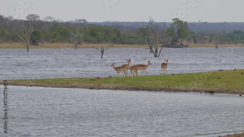 Impalas im Busch vom Krüger National Park Südafrika