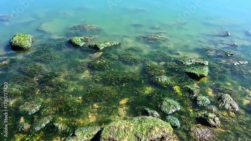 Green algae Enteromorpha intestinalis grows on rocks near the shore
