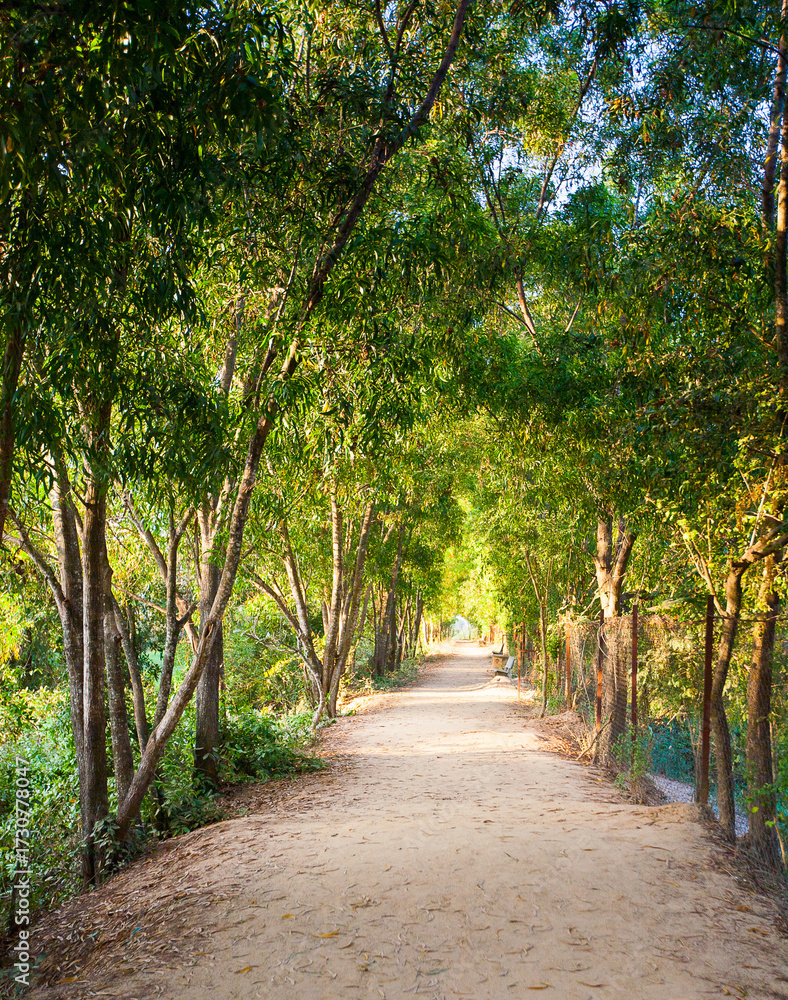 Obraz premium avenue of trees in the park