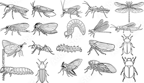 Vector art of assortment of insects