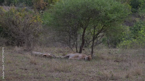 Löwin oder Löwe im Busch vom Krüger National Park - Kruger Nationalpark Südafrika