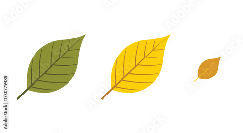 Three autumnal leaves showing different sizes and colors of fall foliage.