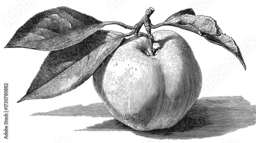 Vintage monochrome botanical illustration of an apple or quince fruit with leaves and stem, hand-drawn antique style drawing, black and white sketch