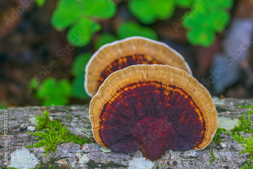 Trametes versicolor also known as Coriolus versicolor and Polyporus versicolor is a common polypore mushroom found throughout the world