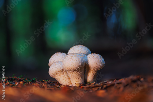 Close-up of a spiky white mushroom growing on forest ground among fallen leaves and twigs