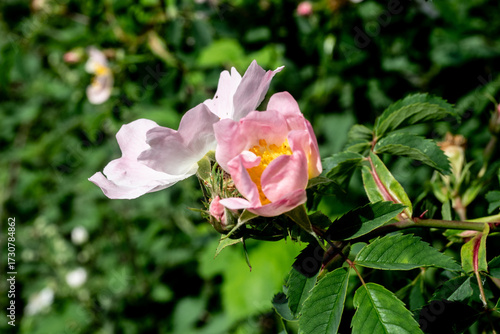 wild rose