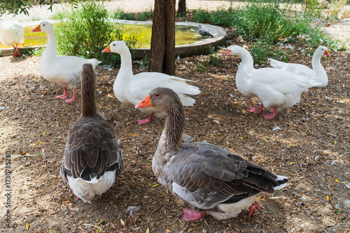 Canvas Print A mixed flock of domestic white and grey Greylag geese walking around on a traditional poultry farm or park