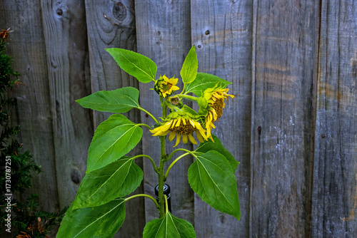 yellow leaves on wooden background