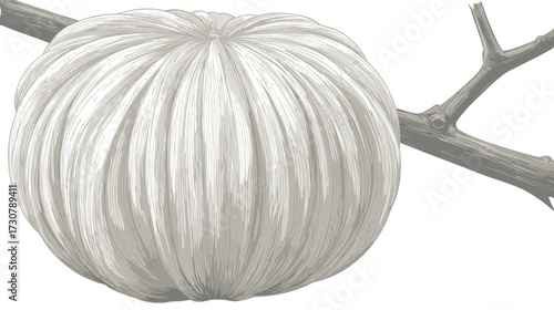 Detailed White Pumpkin Illustration for Autumn Harvest and Seasonal Decor. Botanical Drawing of a Ribbed Winter Squash.