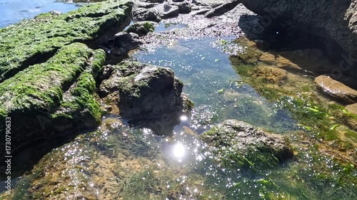 Green algae Enteromorpha intestinalis grows on rocks near the shore