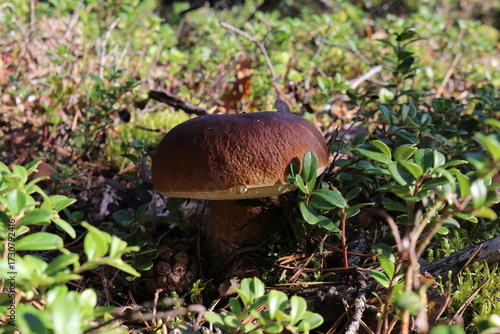 Boletus in September