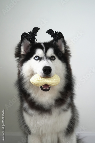 A dog, wooly coated blue eyes Siberian Husky dressed in a witch costume with bat headband for Halloween is sitting, and holds a pumpkin-shaped bucket in his teeth, asking for treats and got a peanut.