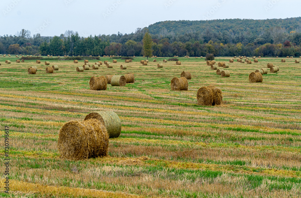 Fototapeta premium An autumn striped field with rolls of mown grass. Bashkortostan