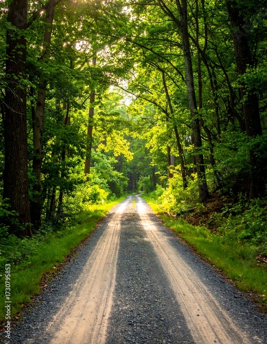Sunlit forest road (1)