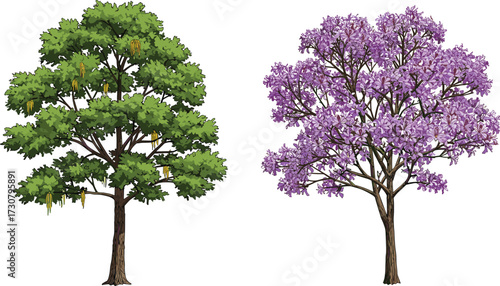 Beautiful flowering tree illustration with lush green foliage and purple blossoms, seasonal forest artwork, detailed nature design, isolated on white background