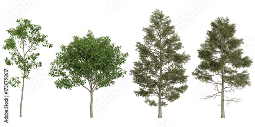 Collection of Cinnamomum,Cunninghamia trees on transparent background