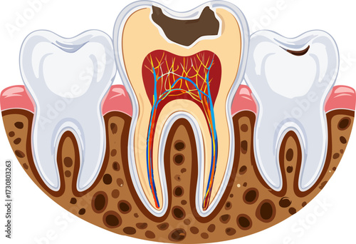 tooth on a white,bir dişin ayrıntılı 
