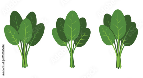 Three bunches of fresh green spinach leaves arranged on a white background