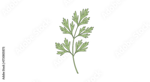 A detailed illustration of a green herb sprig with delicate leaves showing intricate veining and a textured stem.