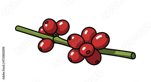 A close-up illustration of ripe red coffee cherries on a green stem.