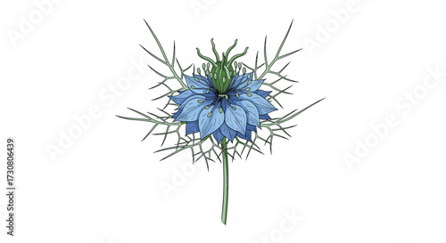 A beautiful blue flower with spiky green leaves blooms in isolation on a white background.