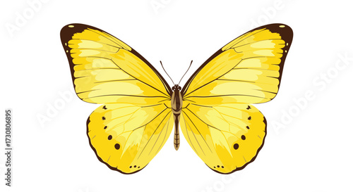 A beautiful bright yellow butterfly with black markings and antennae resting on a white background.