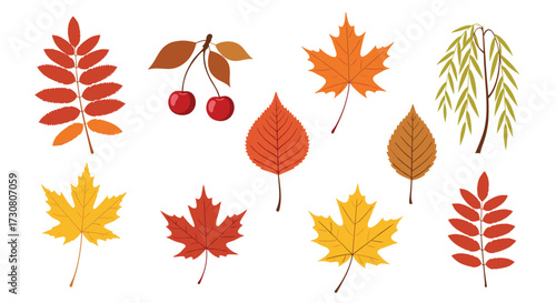 A collection of colorful autumn leaves and fruits on a white background.