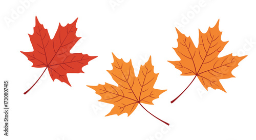 Three colorful maple leaves falling during the autumn season.