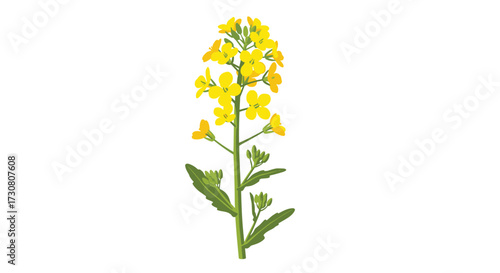 A beautiful tall yellow canola flower plant with green leaves.