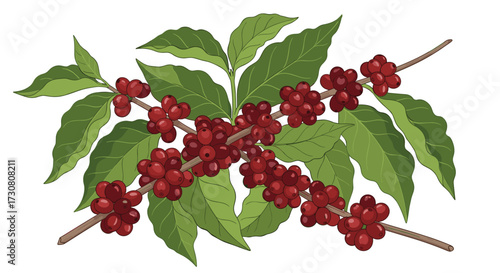 The journey of coffee beans from the plant to your morning cup.