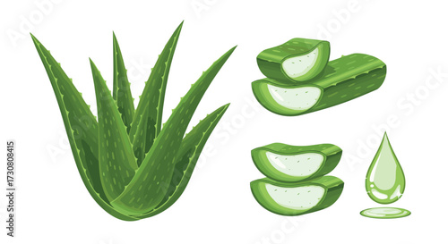 A collection of illustrative aloe vera plants and their soothing gel extract for skincare applications.