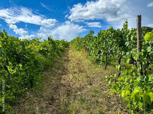 Rows of vineyards in summer. Vineyard with rows of grapes and vines In Chianti region in Tuscany, Italy