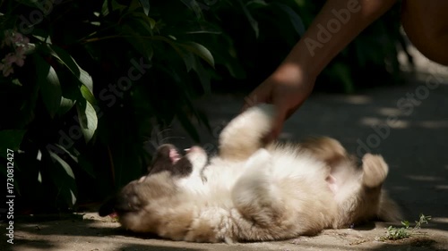 Young Animal Puppy Plays with Owner's Hands Outdoors. Small Dog. Cute Lovely Pet, New Member of Family