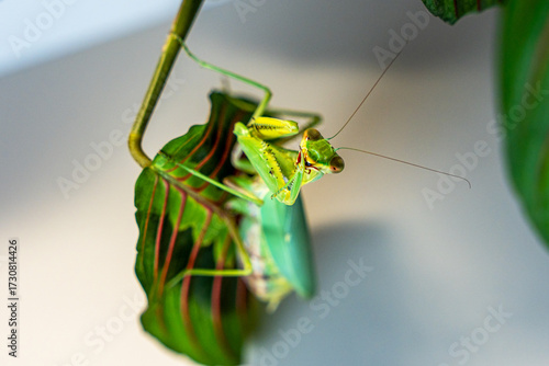 A vibrant green tree mantis (Hierodula tenuidentata), with its distinctive raptorial front legs poised, sits attentively on a leaf. This predator cleans its powerful legs after eating.
