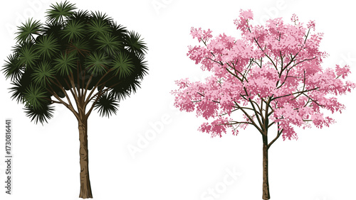 Beautiful illustration of tropical dragon blood tree and pink shower cassia tree, exotic botanical foliage, seasonal floral nature artwork, decorative design