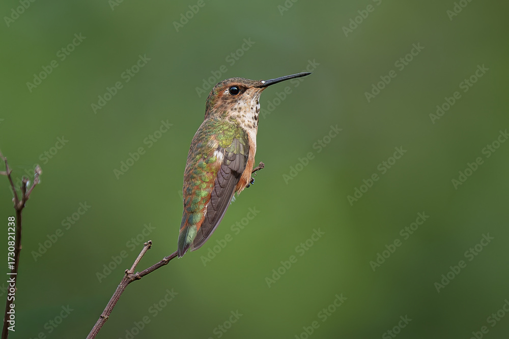 Fototapeta premium Rufous Hummingbird