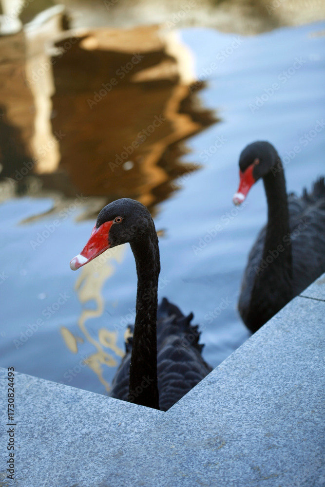 Obraz premium Portrait of cute black swan