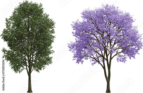 Green leafy tree and purple flowering jacaranda tree illustration, seasonal bloom nature artwork, tropical landscape design, botanical decorative background