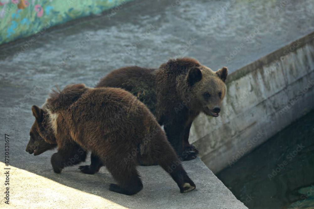 Obraz premium Portrait of cute brown bear