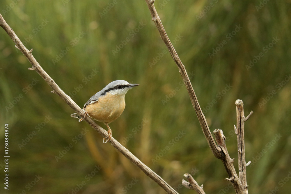 Fototapeta premium Kleiber auf einem Ast