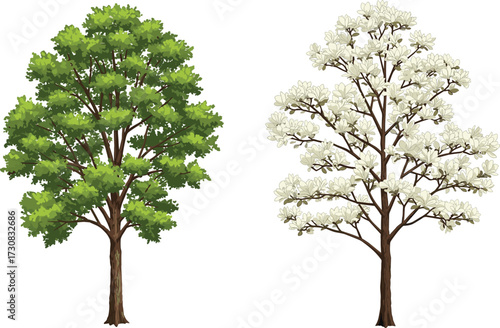 Green leafy tree and white flowering tree illustration, seasonal botanical artwork, natural forest design, spring bloom, garden landscape background
