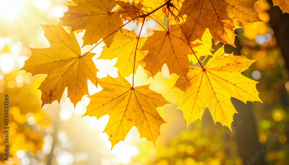 Obraz premium Golden maple leaves glowing under autumn sunlight
