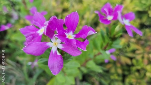 A beautiful staple of summer gardens, the pink fan flower (Catharanthus roseus) is a vibrant ornamental known for its striking, pinwheel-shaped blossoms.