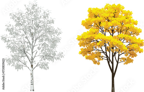 Silver birch tree and golden autumn maple tree illustration, seasonal foliage artwork, decorative botanical design, fall nature background, forest landscape