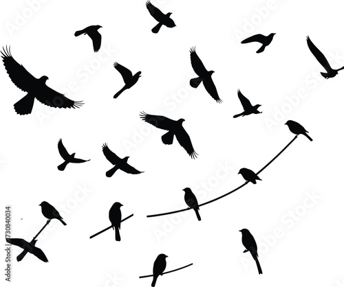 Bird Silhouette Flying and Sitting Vector Design .