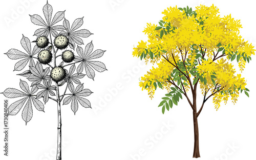 Vintage chestnut tree botanical sketch with golden shower tree blooming yellow flowers, tropical garden plants, decorative landscape illustration, natural design