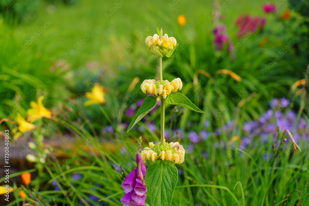 Obraz premium Vibrant Flowering Plant Stands Tall Amidst Colorful Blooms