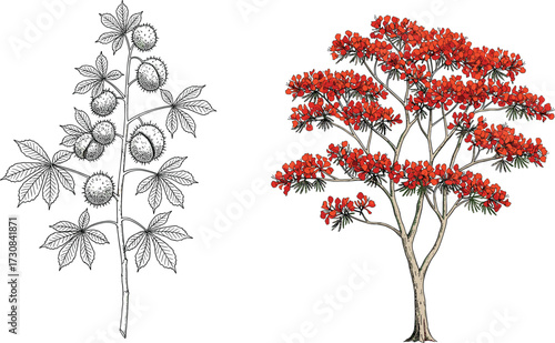 Vintage chestnut tree botanical black and white illustration with flamboyant red flowering tree, tropical garden plants, decorative landscape design, nature