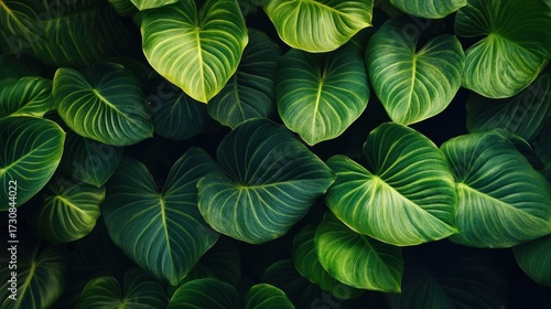 Wallpaper Mural Lush Green Tropical Leaves Natural Background Torontodigital.ca